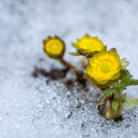 오리지널 사운드 - LIchun