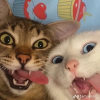 suara asli - naakoodumpiezz