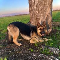 gsdvesta