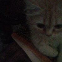 v.rodina_