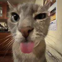 original sound - rajaneyy_69_