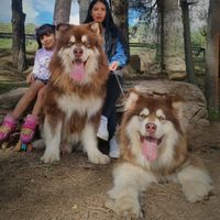 perreradeloslobospeludos