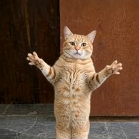 original sound - Kitty Grooves 🐈
