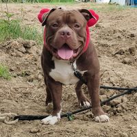 mocha.mocc