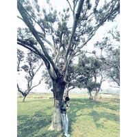 urs_babu2