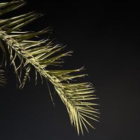 nightmode1212