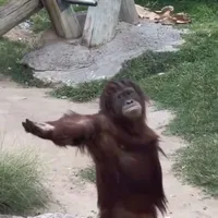 original sound - _royalmusiq