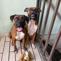 boxersana504hn