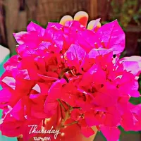 original sound - sunita....rai...shrestha