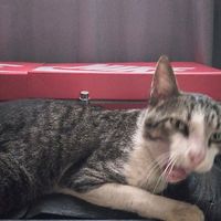 original sound - SntNardo