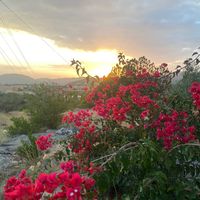 hamed_al332