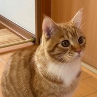 akane_tinn