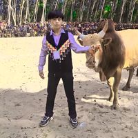 original sound - ເດັກລ້ຽງງົວຊົນແຂວງຫຼວງພະບາງ🥰