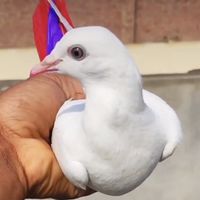 kabutarbaz73