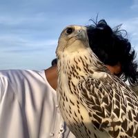 الصوت الأصلي