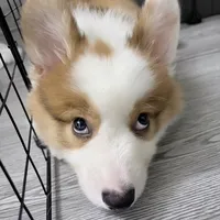 original sound - dinor444