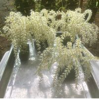 မူရင်းအသံ - naing147900