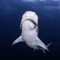 오리지널 사운드 - ⃟