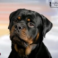 buddy_rottweiler25