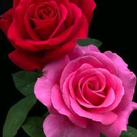 ayain.khan.258