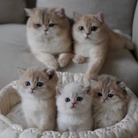 เสียงต้นฉบับ - FORGI FORFUN