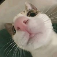 suara asli - Khevin Paendong