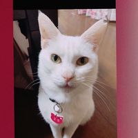 オリジナル楽曲 - ねこかん
