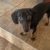 doxie_mru