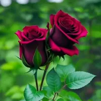 original sound - shelfish46