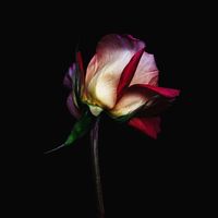 nhạc nền - Tram cam xuc