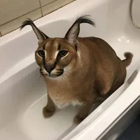 Друн бэм бэм бэм