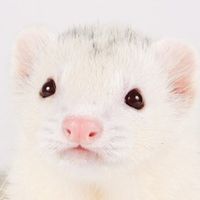オリジナル楽曲 - チョコちゃんねるwithミント