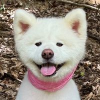 akitainu_koharu