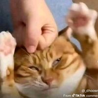 original sound - 🇲🇾阎魅用碗盆来嗑糖🇲🇾