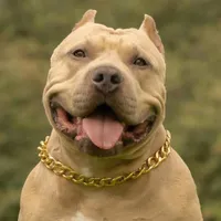 original sound - vikingo606