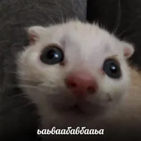 original sound - vxndetta