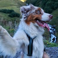 ellie.the.aussie7