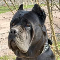 original sound - kennel.cane.corso1