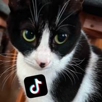 オリジナル楽曲 - チーム猫好き