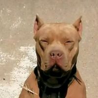 pitbul5012
