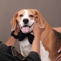 leothebeagle7