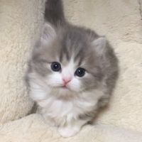 chitch_official