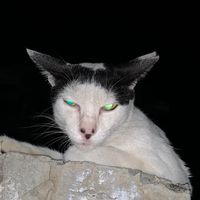 suara asli - wish.i2