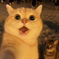 suara asli - _scibtllhmi♑