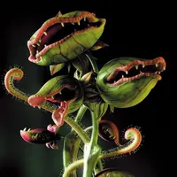 original sound - priquiito