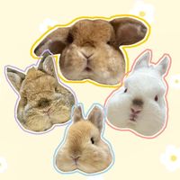 sleepy_cinnamon_