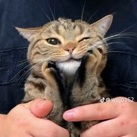 nhạc nền - Tiểu_Muội࿐