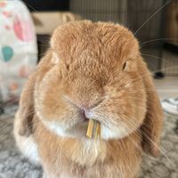 mooopinggishappy
