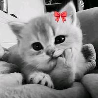 silent._.devil