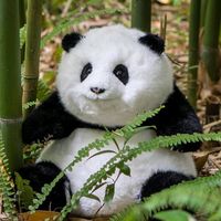 didierpanda1